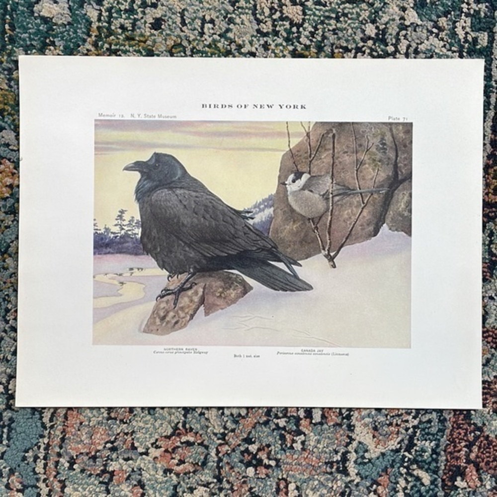 Antique Ornithological Bird Print Original Raven